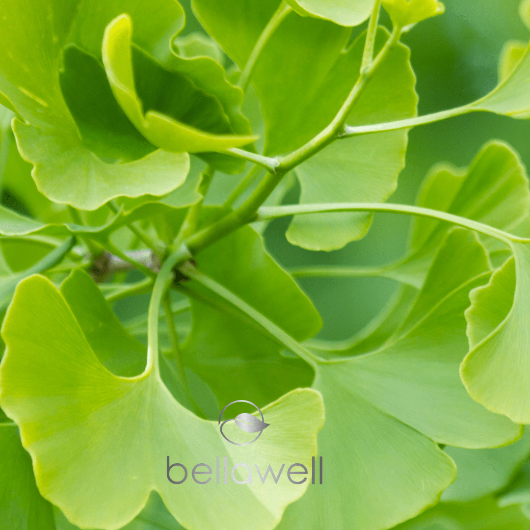 Ginkgo Biloba: A Timeless Natural Wonder - Bellawell Health